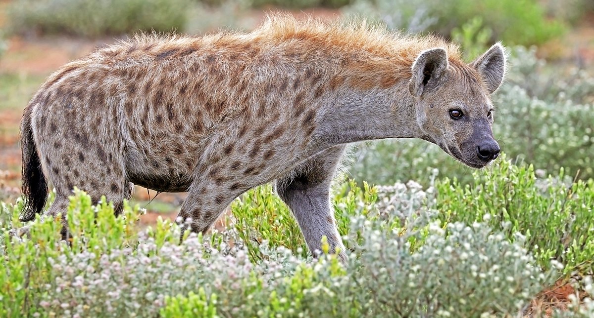 「hyena」的圖片搜尋結果