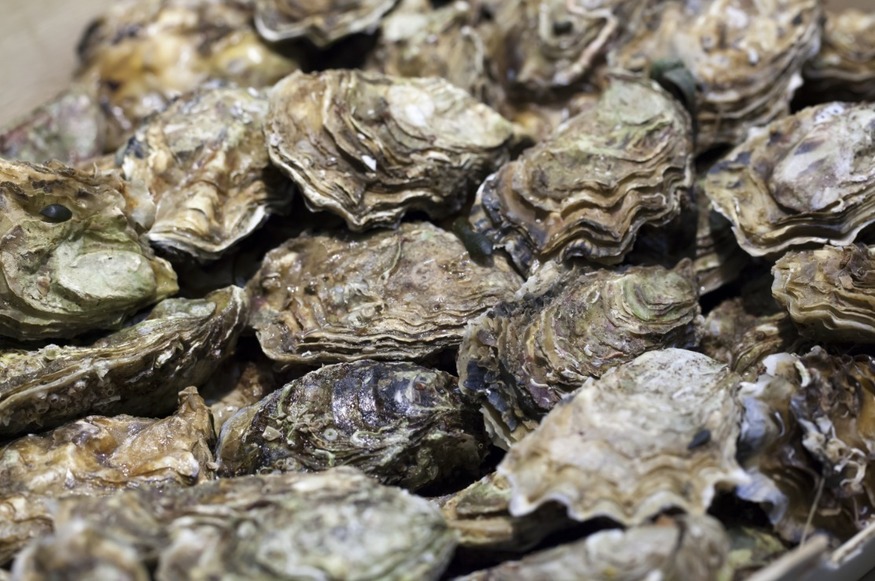 「oyster」的圖片搜尋結果