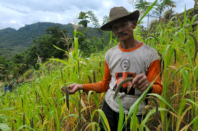 Dullah, bersama tanaman ba'tangnya di Enkerang, Sulsel. Foto: Eko Rusdianto